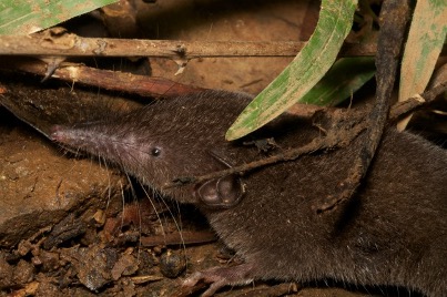 shrew