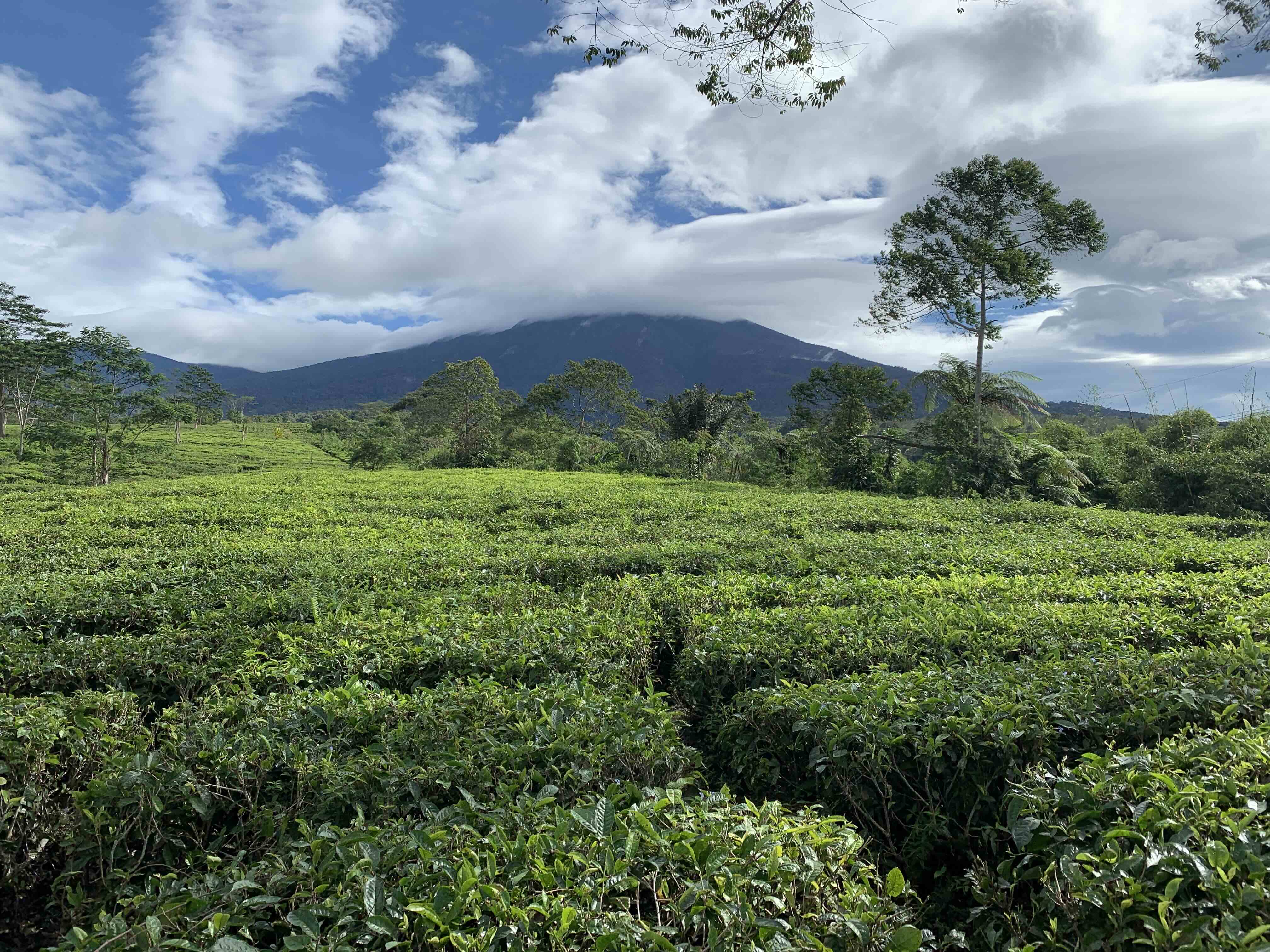 Gede-Pangrango, Java