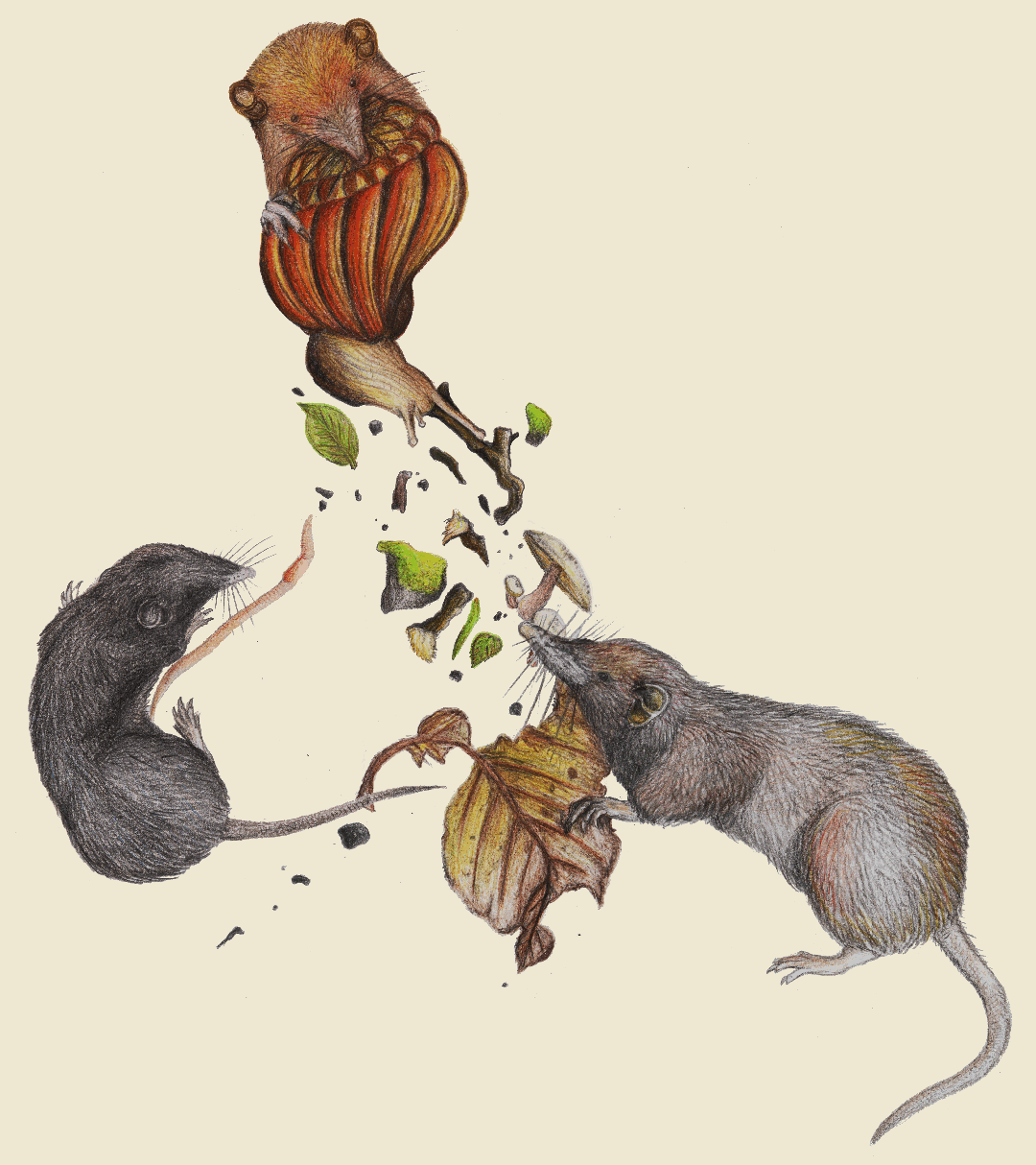 shrews eating Philippines