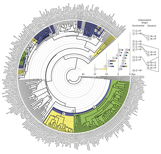 phylogeny